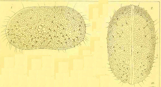 Ostracodi poco seri